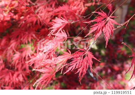 見ごろを迎えた紅葉 Momiji on foliage season 119919551