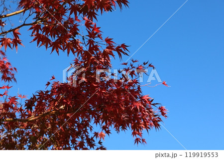 青空をバックに映る紅葉 Momiji behind blue sky 119919553