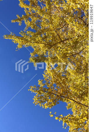 青空をバックに見ごろを迎えたイチョウの木 ginkgo tree behind blue sky 青空をバックに見ごろを迎えたイチョウの木 ginkgo tree behind blue sky 119919647