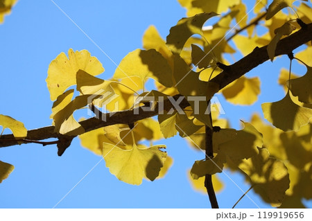 青空をバックに見ごろを迎えたイチョウの葉 ginkgo leaves behind blue sky 119919656