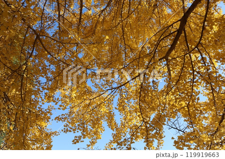 青空をバックに見ごろを迎えたイチョウの葉 ginkgo leaves behind blue sky 119919663