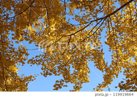 青空をバックに見ごろを迎えたイチョウの葉 ginkgo leaves behind blue sky 119919664