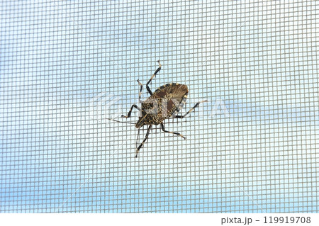 何度も室内に入ってくる キマダラカメムシ 何度も室内に入ってくる キマダラカメムシ 119919708