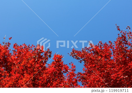 青空をバックに見ごろを迎えた紅葉 Momiji behind blue sky 119919711