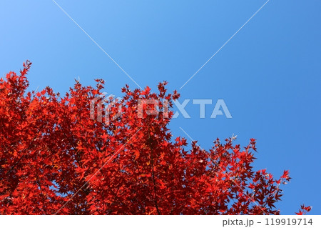 青空をバックに見ごろを迎えた紅葉 Momiji behind blue sky 119919714