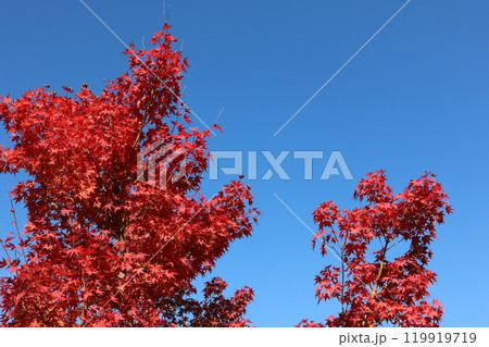 青空をバックに見ごろを迎えた紅葉 Momiji behind blue sky 119919719