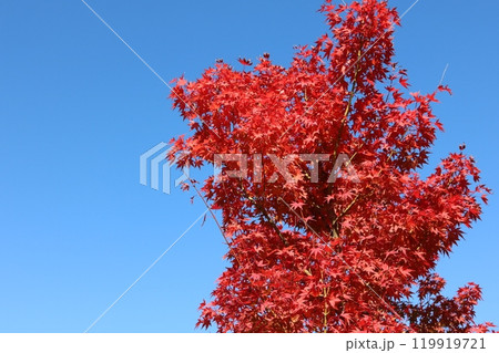 青空をバックに見ごろを迎えた紅葉 Momiji behind blue sky 119919721