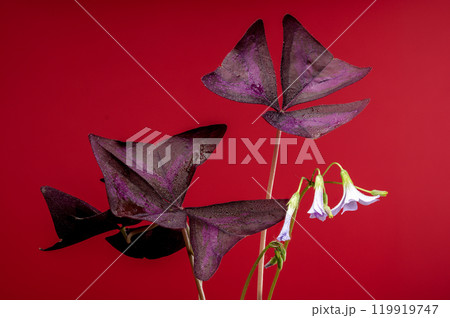 Blooming false shamrock on a red background Blooming false shamrock on a red background 119919747