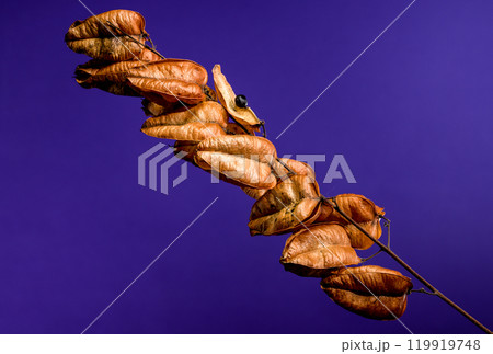Koelreuteria paniculata or goldenrain tree on a purple background 119919748