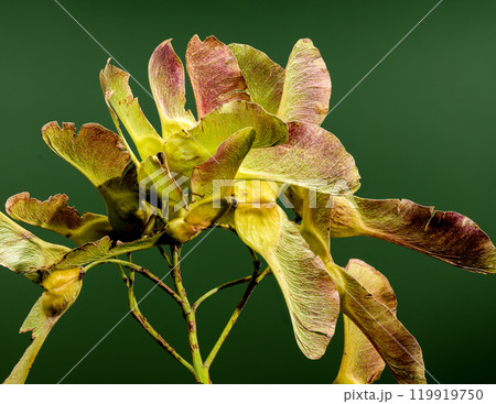 Maple seeds on a green background 119919750