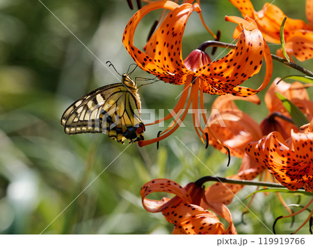 キアゲハとユリ 119919766