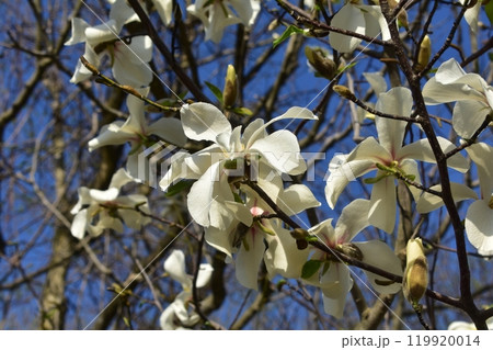 こぶし こぶし 119920014