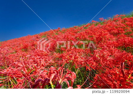 埼玉県川越市平塚新田 青空のもと入間川土手一面の曼珠沙華(彼岸花)群生 埼玉県川越市平塚新田 青空のもと入間川土手一面の曼珠沙華(彼岸花)群生 119920094