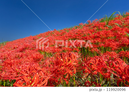 埼玉県川越市平塚新田 青空のもと入間川土手一面の曼珠沙華(彼岸花)群生 埼玉県川越市平塚新田 青空のもと入間川土手一面の曼珠沙華(彼岸花)群生 119920096