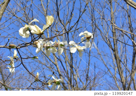 コブシ コブシ 119920147