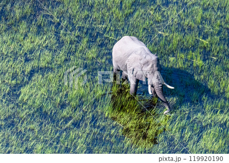 Aerial View of an African Elephant 119920190