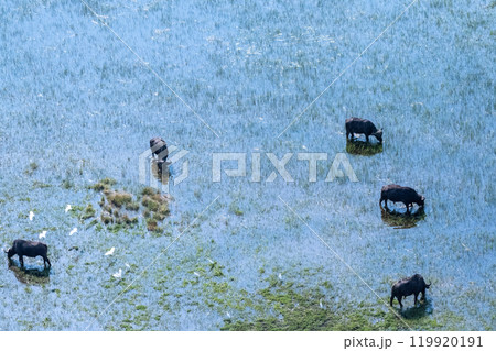 Aerial shot of a herd of buffalo grazing in the Okavango Delta Aerial shot of a herd of buffalo grazing in the Okavango Delta 119920191