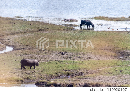 Hippopotamus grazing on land Hippopotamus grazing on land 119920197