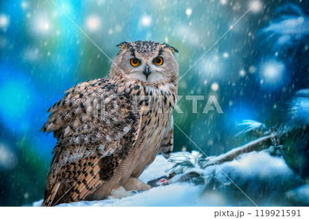 A majestic owl perched in the snow-covered forest during a serene winter snowfall at twilight 119921591