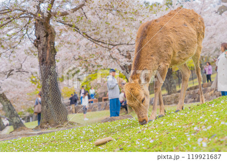奈良公園で花見をする奈良の鹿たち 119921687