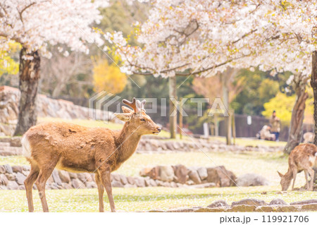桜の舞う春の奈良公園でお花見をする奈良の鹿たち 桜の舞う春の奈良公園でお花見をする奈良の鹿たち 119921706