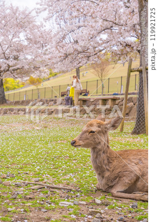 桜の舞う春の奈良公園でお花見をする奈良の鹿たち 桜の舞う春の奈良公園でお花見をする奈良の鹿たち 119921725