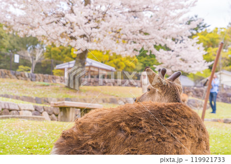 桜の舞う春の奈良公園でお花見をする奈良の鹿たち 119921733