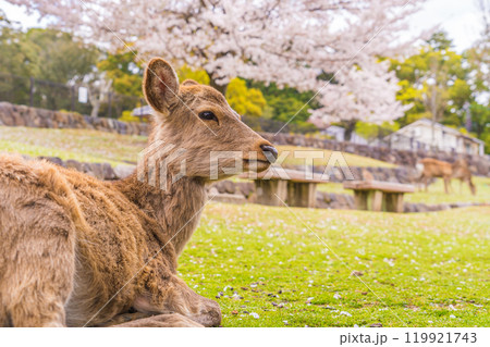 桜の舞う春の奈良公園でお花見をする奈良の鹿たち 桜の舞う春の奈良公園でお花見をする奈良の鹿たち 119921743
