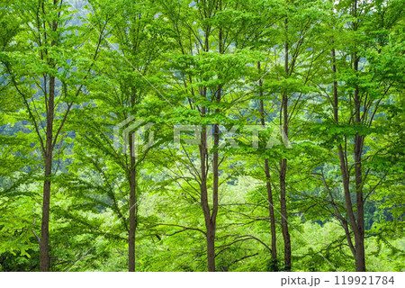 新緑の並木（桂の木） 119921784