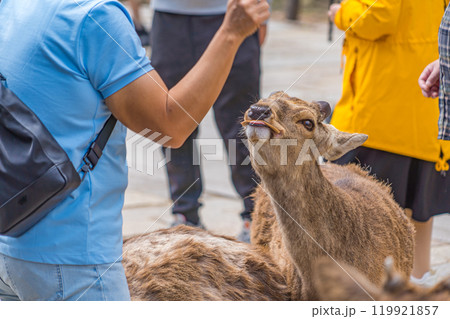 奈良公園で奈良の鹿と触れ合う観光客の風景 119921857
