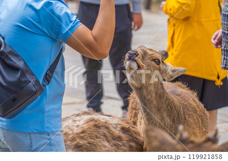奈良公園で奈良の鹿と触れ合う観光客の風景 119921858