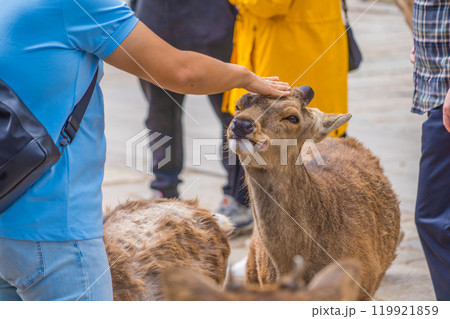 奈良公園で奈良の鹿と触れ合う観光客の風景 119921859