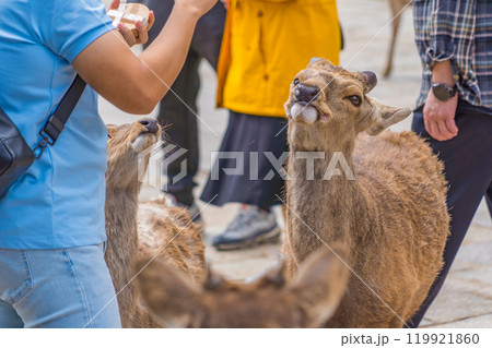 奈良公園で奈良の鹿と触れ合う観光客の風景 奈良公園で奈良の鹿と触れ合う観光客の風景 119921860