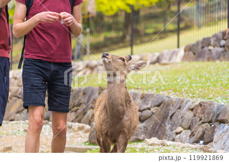 奈良公園で奈良の鹿と触れ合う観光客の風景 奈良公園で奈良の鹿と触れ合う観光客の風景 119921869