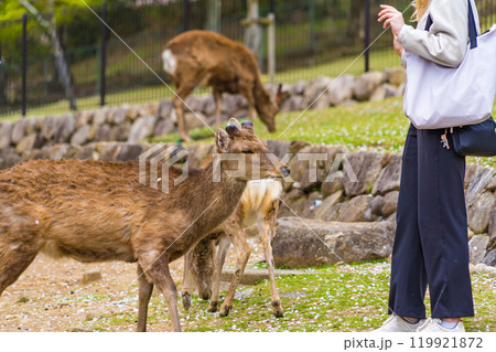 奈良公園で奈良の鹿と触れ合う観光客の風景 奈良公園で奈良の鹿と触れ合う観光客の風景 119921872