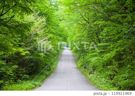 新緑の中の真っすぐな道 119921969