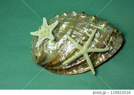 磨いた貝とヒトデ　沖縄のお土産 119922016