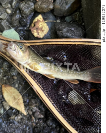 イワナ2024.9.11 119922075