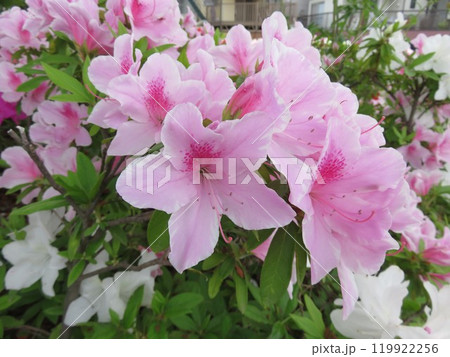 鮮やかに咲いた躑躅 119922256
