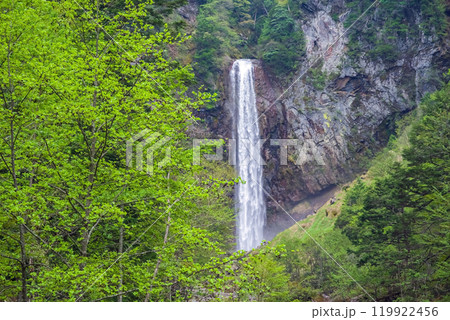 新緑の中の平湯大滝(奥飛騨温泉郷・平湯温泉) 新緑の中の平湯大滝(奥飛騨温泉郷・平湯温泉) 119922456