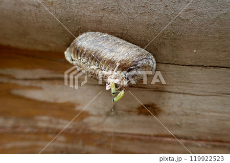 孵化したカマキリの赤ちゃん 119922523