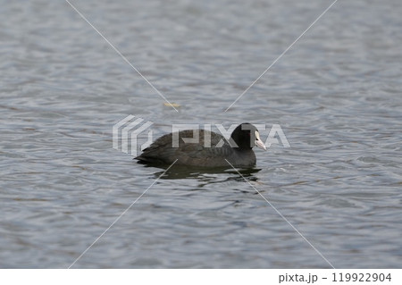 秋の池で泳ぐオオバン 119922904
