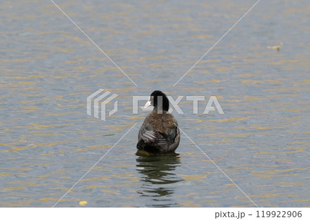 秋の池で泳ぐオオバン 119922906