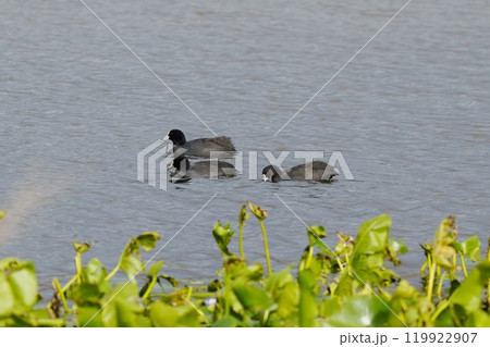 秋の池で泳ぐオオバン 秋の池で泳ぐオオバン 119922907