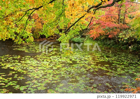 矢ノ原湿原の紅葉 矢ノ原湿原の紅葉 119922971