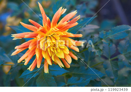 Delicate orange yellow flower of feathery dahlia pinnata Delicate orange yellow flower of feathery dahlia pinnata 119923439