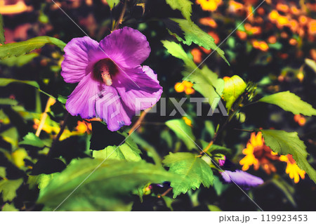 Blurred purple pink hibiscus syriacus in the garden on the flowerbed Blurred purple pink hibiscus syriacus in the garden on the flowerbed 119923453
