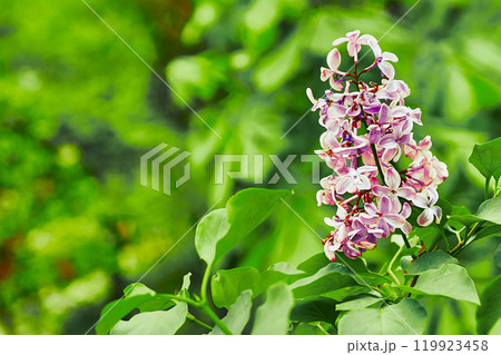Spring branch of pink lilac in the garden park. Love and tenderness Spring branch of pink lilac in the garden park. Love and tenderness 119923458