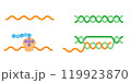 DNAとRNAとtRNA 119923870
