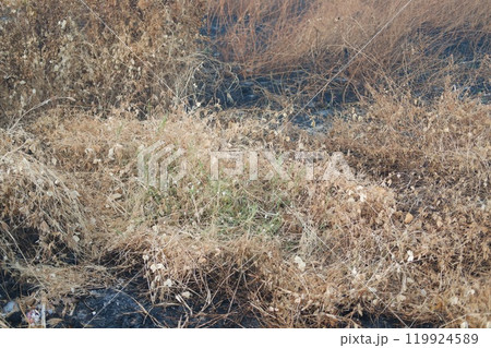 Dry and Burnt Vegetation in a Field Dry and Burnt Vegetation in a Field 119924589